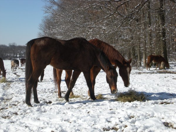 Chris and Lies in the snow