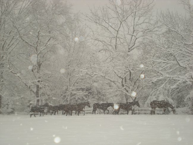 In the blizzard 2010