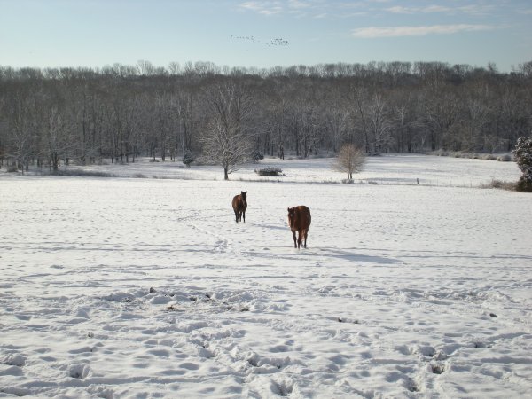 Morning Snow 2009