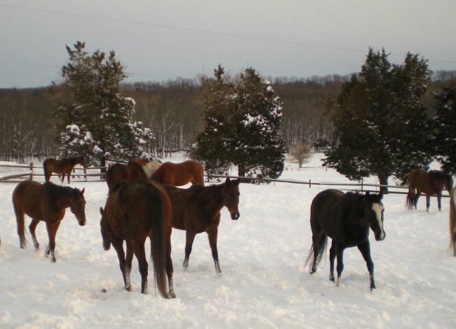 snowday2 2010