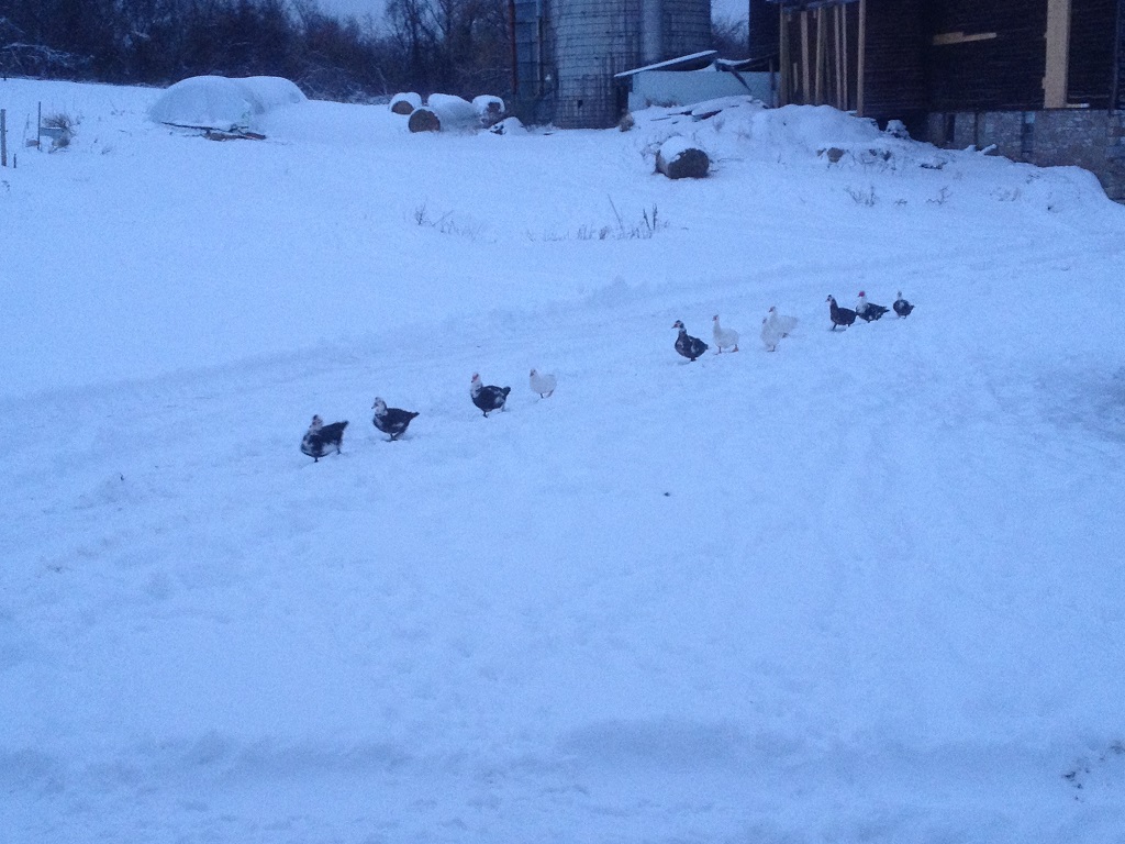 View of the Mohawk Ducks all in a row